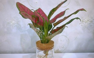 如意绿植水培要修根吗？