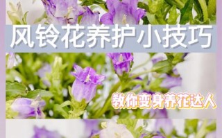 盆栽风铃花怎么养才好？