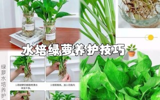 土养绿萝如何转水培？