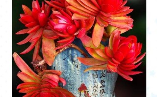 开红花的多肉叫什么名字？