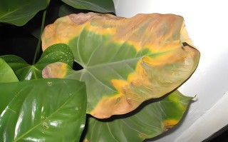 盆栽叶子发黄怎么办？