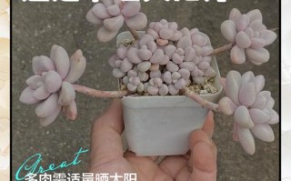 多肉每天晒多久太阳才合适？