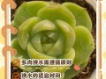 高温后多肉多久可浇水？