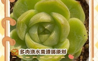 高温后多肉多久可浇水？