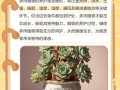 夏季养多肉，这些禁忌千万别犯？