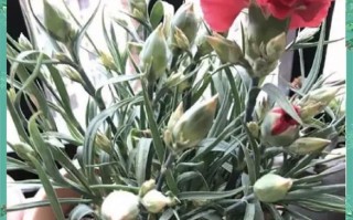 盆栽康乃馨叶子蔫了怎么办？