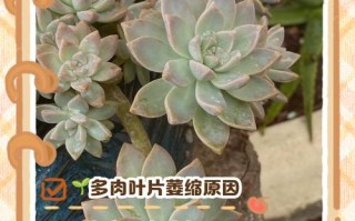 多肉秋天叶子变软咋回事？