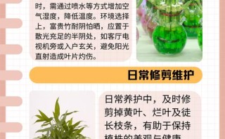 富贵竹水培改土培要怎么做？