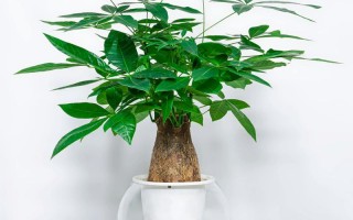 水培发财树需要注意什么