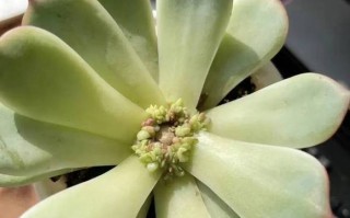 多肉砍头后为何不长了？