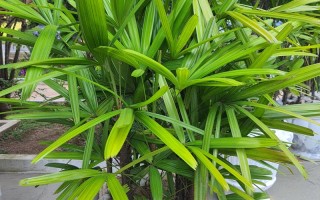 养盆栽竹子选哪种竹最好？