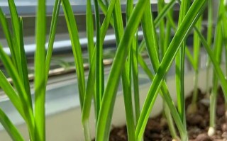 盆栽大蒜怎么种？看图片学步骤！