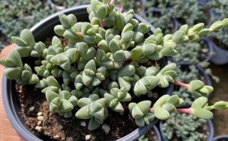 碧玉多肉光照会伤吗？