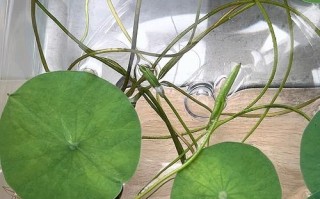 碗莲水培叶子干枯是何原因？