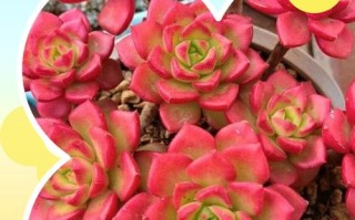 多肉蒂亚用什么土长得好？