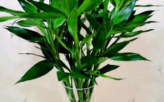 富贵竹烂根能用84消毒液吗？