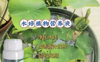 水培花必须加营养液吗？