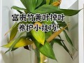 富贵竹水培根黄怎么办？