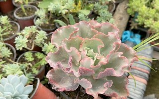 高砂之翁适合什么盆栽？