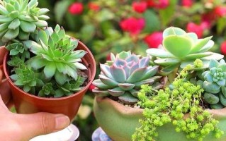 多肉叶子培育需晒太阳吗？