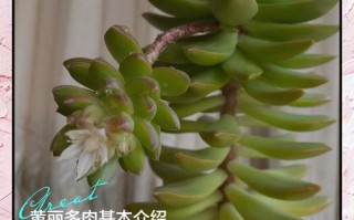 冬季黄丽养护关键是什么？