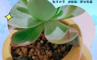 多肉到货没洗根要紧吗