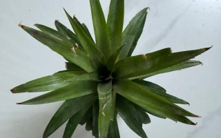 头部切下可以水培的蔬菜