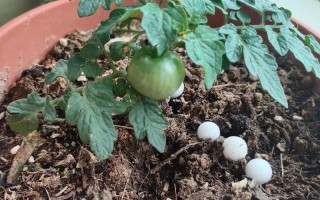 盆栽小番茄技巧攻略图，新手怎么种好？