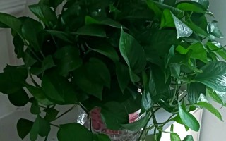 水培绿萝能搭配养什么鱼？