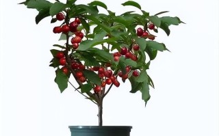 盆栽樱桃的种植要求有哪些？