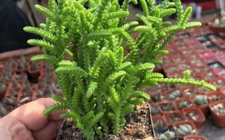 白花小松怎么养？多肉新手必看技巧