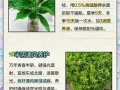 水培万年青植物怎么养殖