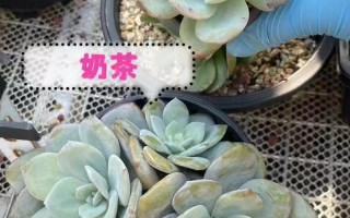 茶水发酵几天才适合浇多肉？