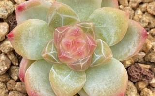 钻石多肉有哪些品种？图片怎么区分？