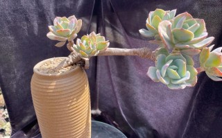 白凤怎么繁殖？方法有哪些？