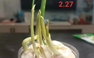 水培大蒜施肥该注意什么？