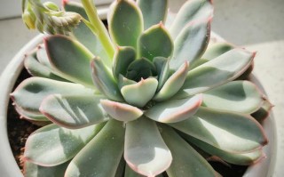 多肉冬天可以放户外吗