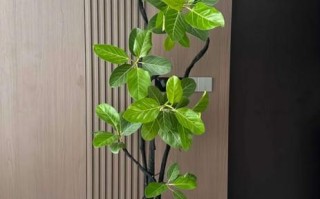 盆榕喜阳吗？晒太阳有啥讲究？