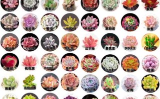 多肉名字高清图片大全有哪些？