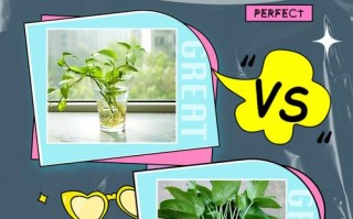 水培绿萝用什么土？