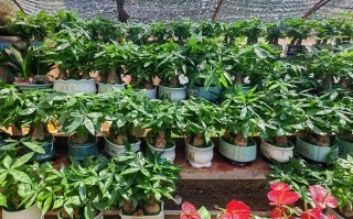 山东盆栽花卉种植中心有何特色品种？