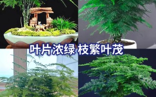 水培文竹需要加营养液吗