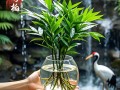 水培植物为何能存活不枯萎？