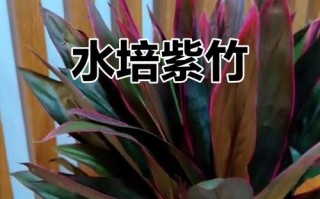 水培紫竹缺光会怎样？