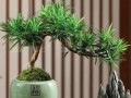 小罗汉松盆栽图片大全