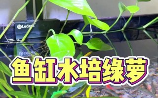 土培绿萝可以改成水培吗