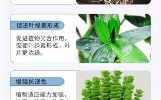 盆栽鱼腥草用什么肥料好？