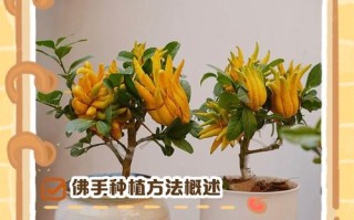 盆栽佛怎么种？图解步骤看这里！