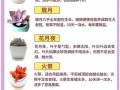 多肉植物繁殖最佳时间是什么时候？