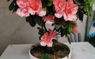 盆栽杜鹃花品种图片有哪些？